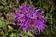 17 Fiordaliso Unifloro (Centaurea Uniflora)